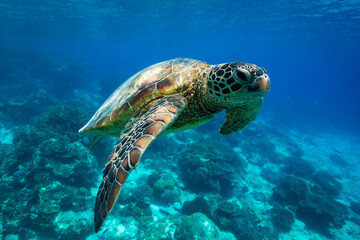 Portrait of a green sea turtle swimming the blue waters of a tropical pacific island reef lagoon