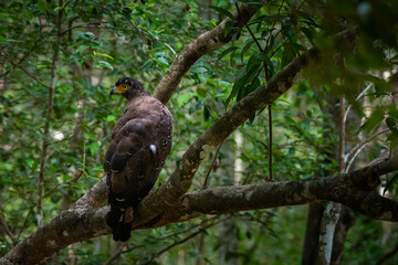Serpent Eagle