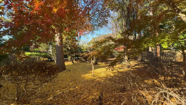 JAPAN LANDSCAPE_Beautiful japanese garden with autumn color ; ginkyo leaves turn yellow during autumn season ; japanese garden