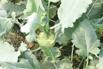 Kohlrabi on farm for harvest are cash crops
