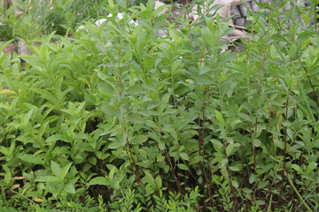Lawsonia inermis plant on farm for sell