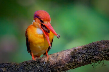 kingfisher on the branch