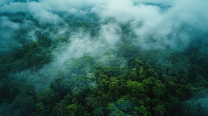 Immerse yourself in the breathtaking aerial perspective of a lush dark green forest blanketed by misty clouds Explore the vibrant ecosystem of the rainforest embodying the essence of natura