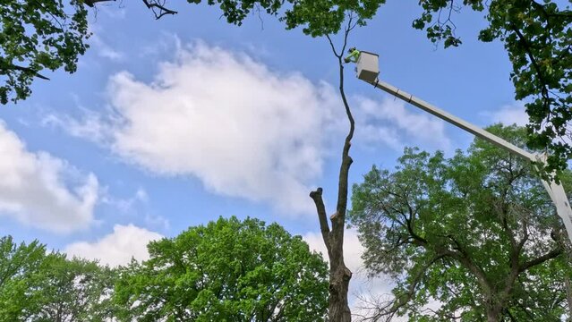 Crews working to cut down a tall tree. A worker is elevated in a bucket crane, using a saw to cut down a tree. Green leafy trees surround the scene. Cloudy Blue skies in the background of view.