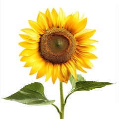 Fototapeta premium Sunburst Sunflower, indoor flower, isolated on white backgrounds
