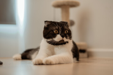 Close up scottish fold short black and white hair. 