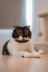 Close up scottish fold short black and white hair. 