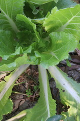Lettuce plant on farm for sell are cash crops