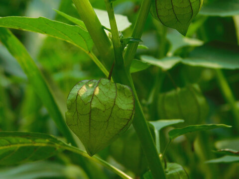 Physalis - Andenbeere - Kapstachelbeere