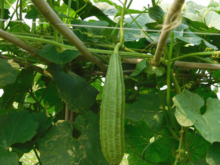 luffa acutangular, Cucurbitaceae green vegetable fresh in garden on nature background