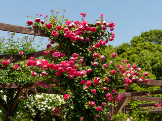 満開の薔薇が咲く薔薇園の風景