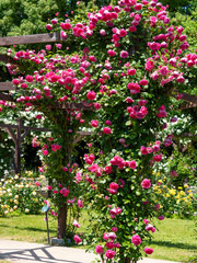 満開の薔薇が咲く薔薇園の風景
