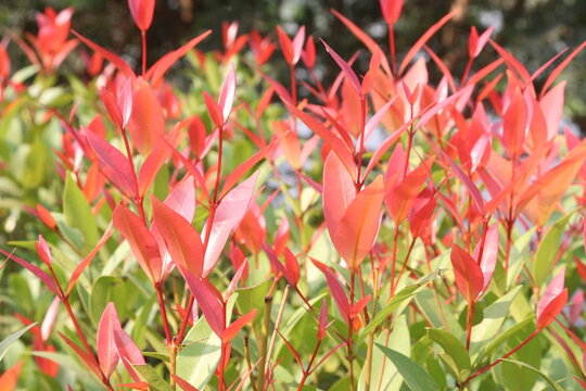 Leucothoe axillaris Little Flames plant on nursery