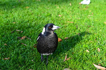 Gymnorhina tibicen in the grass.