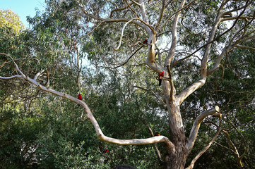 Great Ocean Road parrot on the tree