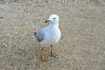 Larus canus, sea mew by the sea.