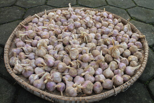 A bunch of garlic in tampah


