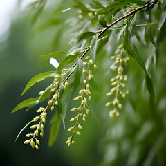 elegant branches of salix babylonica l weeping willon,willow branches and black swan on the lake in spring,generate ai
