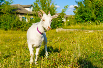 Obraz premium A white goat is standing in a field of grass