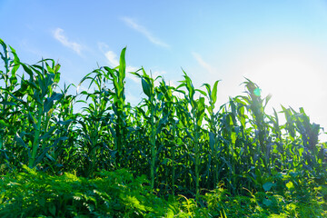 A field of corn is in full bloom, with the sun shining brightly on the plants