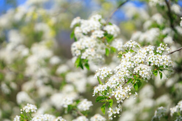 A tree with white flowers is in full bloom
