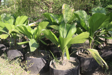 Licuala grandis plant on nursery