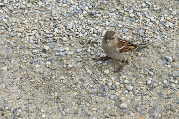 Passer domesticus on the ground