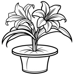 Amaryllis Flower outline illustration coloring book page design, Amaryllis Flower black and white line art drawing coloring book pages for children and adults
