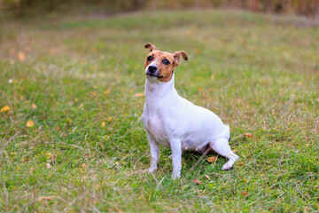 A cute Jack Russell Terrier dog walks in a clearing in the forest. Pet portrait with selective...