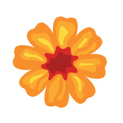 Yellow orange flower head vector illustration, decorative floral image, isolated on white background