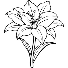 Amaryllis Flower outline illustration coloring book page design, Amaryllis Flower black and white line art drawing coloring book pages for children and adults
