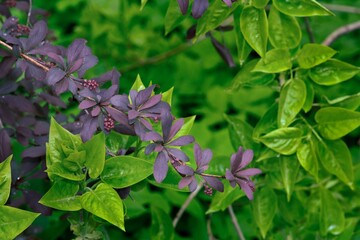 Close-up of the branches of a purple leaf barberry shrub with green leaves in the background