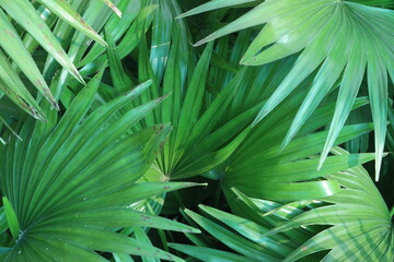 Licuala grandis plant on nursery