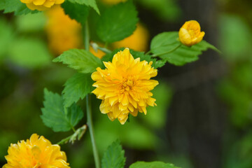 黄色が美しいヤマブキの花