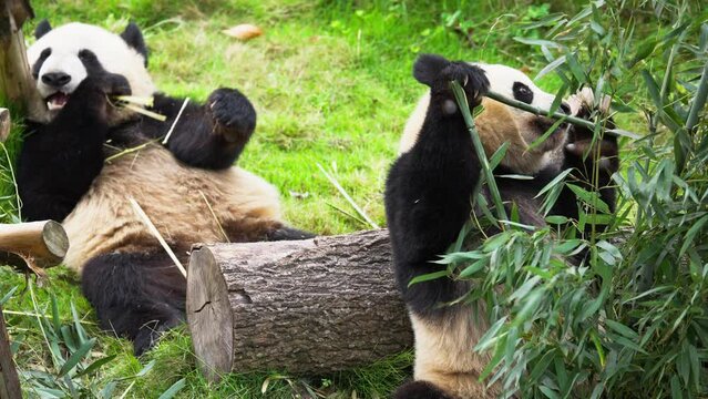 close up of two giant panda bears eating bamboo together at Chengdu China