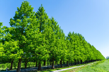 新緑のメタセコイア並木道