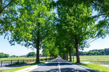 新緑のメタセコイア並木道