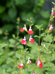植物園に咲くチェリーセージ
