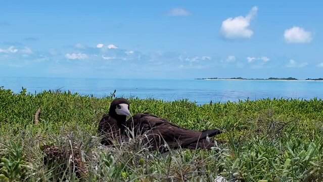 Brown Booby bird hatching on cayo de agua island, Los Roques Archipelago