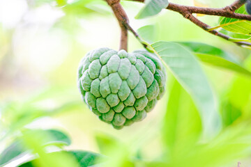 fresh green fruit of Annona squamosa, Sugar-apple, sweetsop, or custard apple,  fruit on the tree...