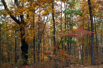 Autumn color in the forest along Ozark Run Scenic Byway in Missouri