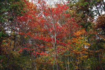 Autumn color in the forest along Ozark Run Scenic Byway in Missouri