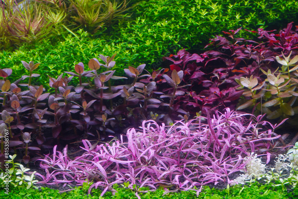 Canvas Prints Colorful planted aquarium tank. Aquatic plants tank. Dutch inspired aquascaping with colorful aquatic stem plants. Aquarium garden, selective focus 