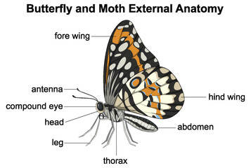 Labeled parts of butterfly and moth anatomy © blueringmedia