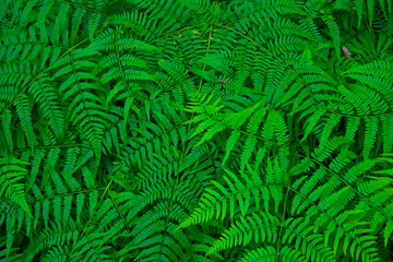 奄美の森、シダの森、原始の森、