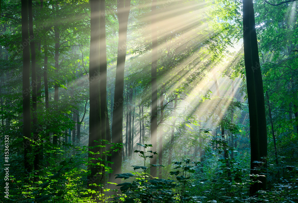 Canvas Prints Sunny morning in the forest