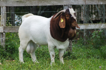 Male Boer goat very awarded in Brazil. The Boer is a breed developed in South Africa.