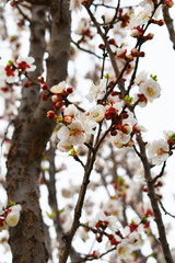 apricot blossom flowers, Spring blossoms, apricot blossom, apricot tree in garden, Blooming fruit tree. Spring flowering of trees. apricot tree flower closeup