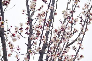 apricot blossom flowers, Spring blossoms, apricot blossom, apricot tree in garden, Blooming fruit tree. Spring flowering of trees. apricot tree flower closeup