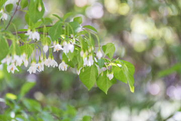 Bell-shaped white flowers that bloom downwards. snow bell,  snow berry 